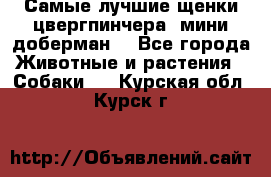 Самые лучшие щенки цвергпинчера (мини доберман) - Все города Животные и растения » Собаки   . Курская обл.,Курск г.